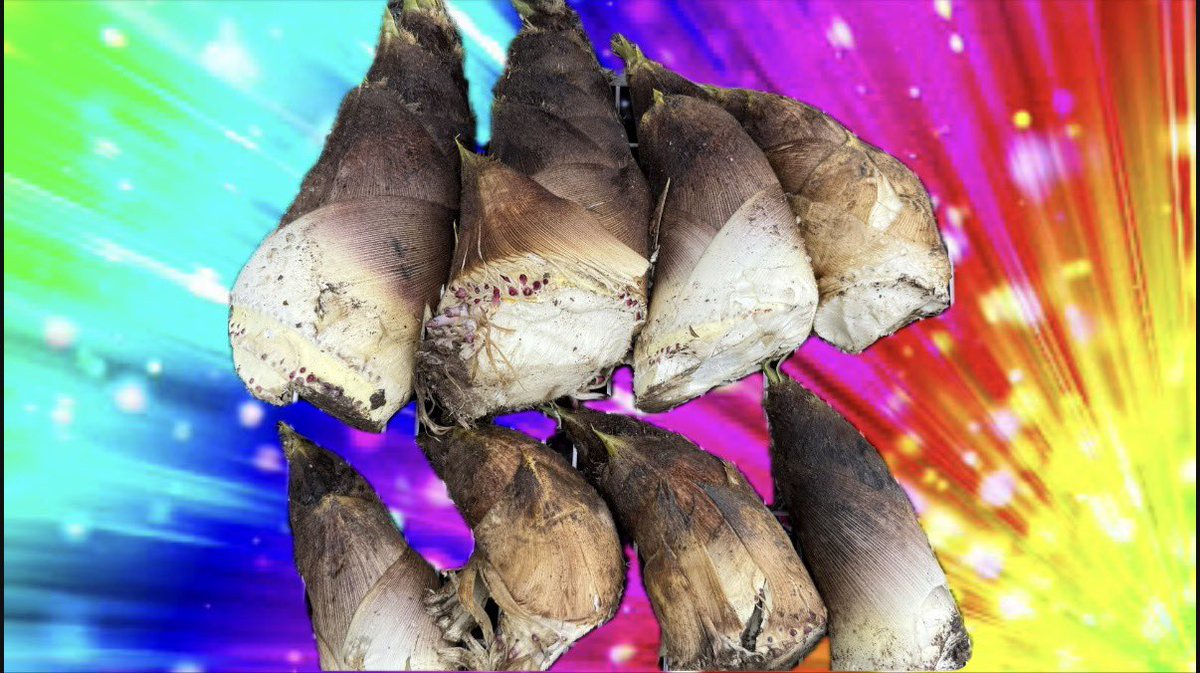 🍪🍩🐣さとちゃん🐟🍫🍦 tweet media