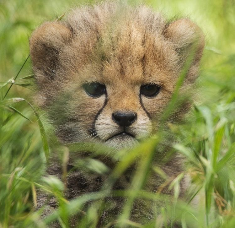 mer , cms dm tweet media