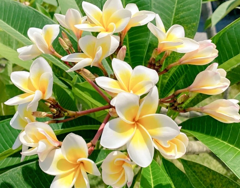 Lazy_bong_girl's tweet image. কাঠগোলাপ.....🌼✨📸

#kolkata #CityOfJoy