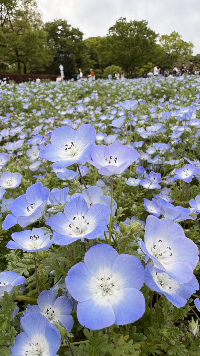 まるこちゃんみたい tweet media