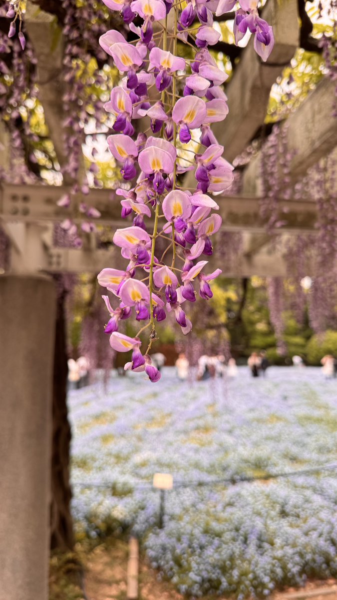 まるこちゃんみたい tweet media