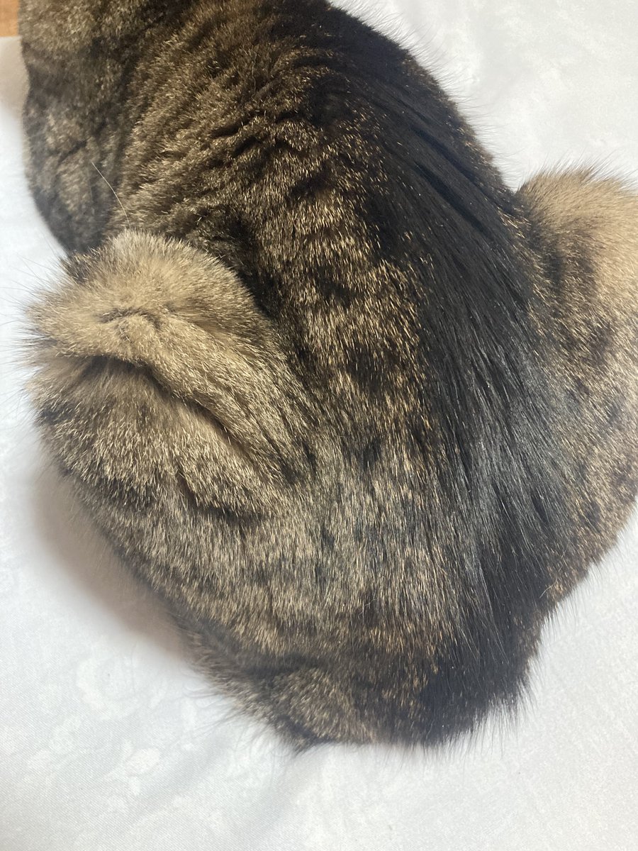 ではではおやすみなさいませ〜💤

今日も一日リプイイね誠にありがとうございますフォロワーさん達‼️

尻尾を丸める礼儀正しいコタロー🐈