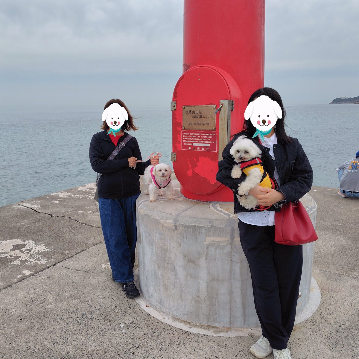 TANISHI_magic's tweet image. 西濱神社・明神岬の洞窟は無理だったけど、灯台まで歩いたむぎともち。ハイウェイオアシスに行こうとして間違って淡路SA(上り)でコーヒーソフト食べて帰途。途中で高速乗り損ねて地道走ったりした。
#元保護犬 #マルチーズ #maltese #むぎともち #淡路島