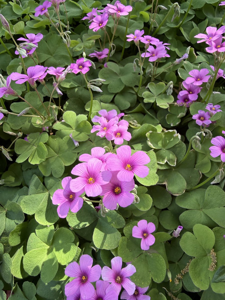 所長 @Triathlon Lab Japan tweet media