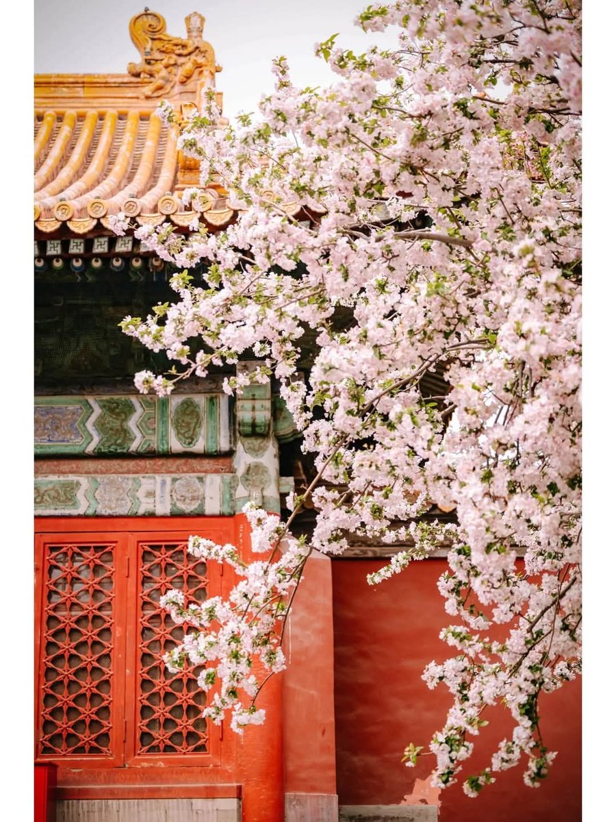 Monkey King（follow back） tweet media