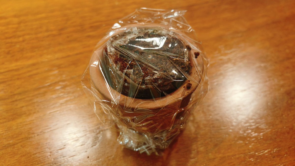 さて私は盆栽(赤松)を無事に育てることができるのでしょうか。

もはや食い物と植物のアカウントだな。