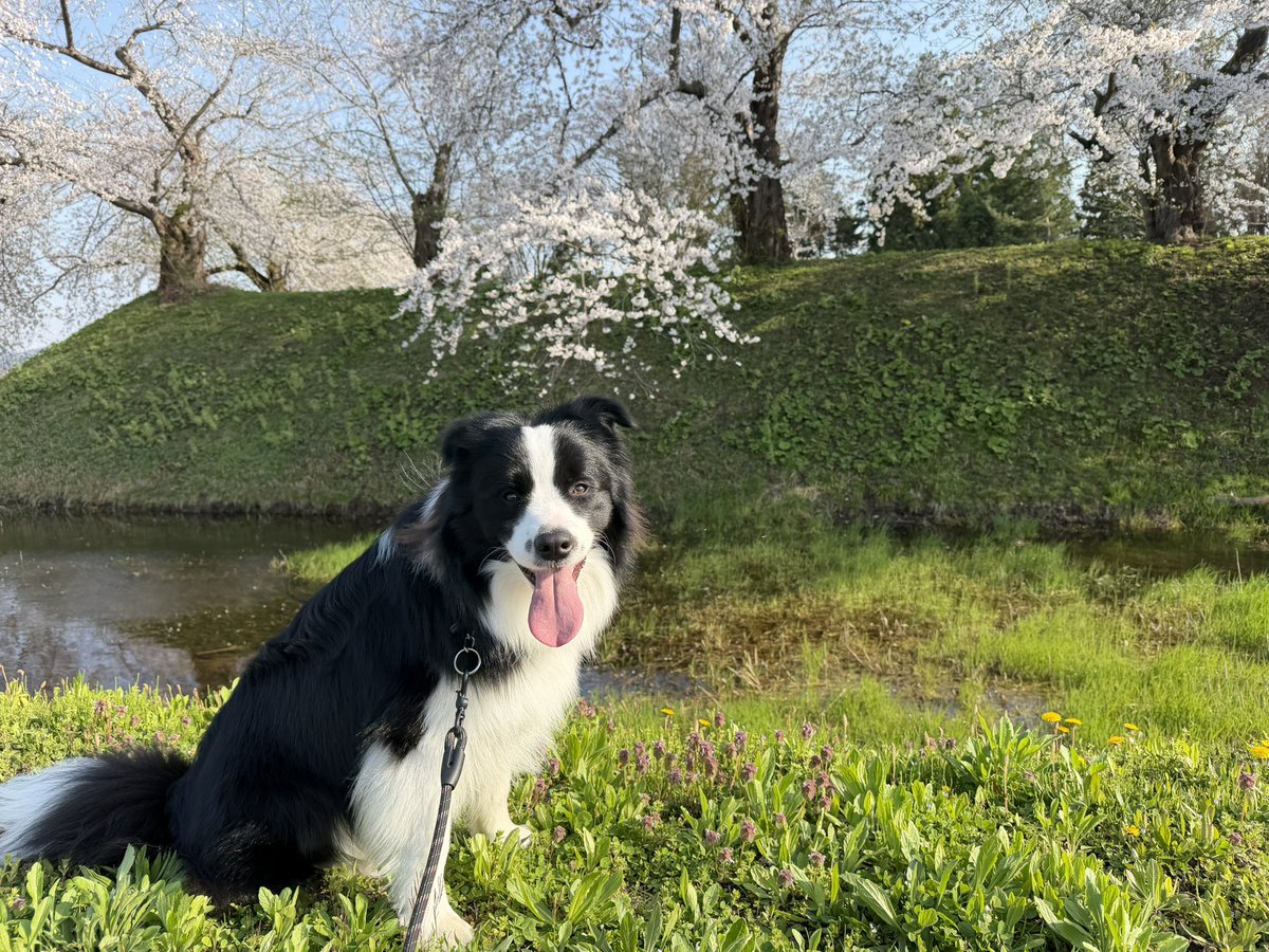 IFukuya's tweet photo. 今日は近くのお城🏯の跡の🌸をみたきました。
満開できれいでした。 https://t.co/jvmB6xSvw0