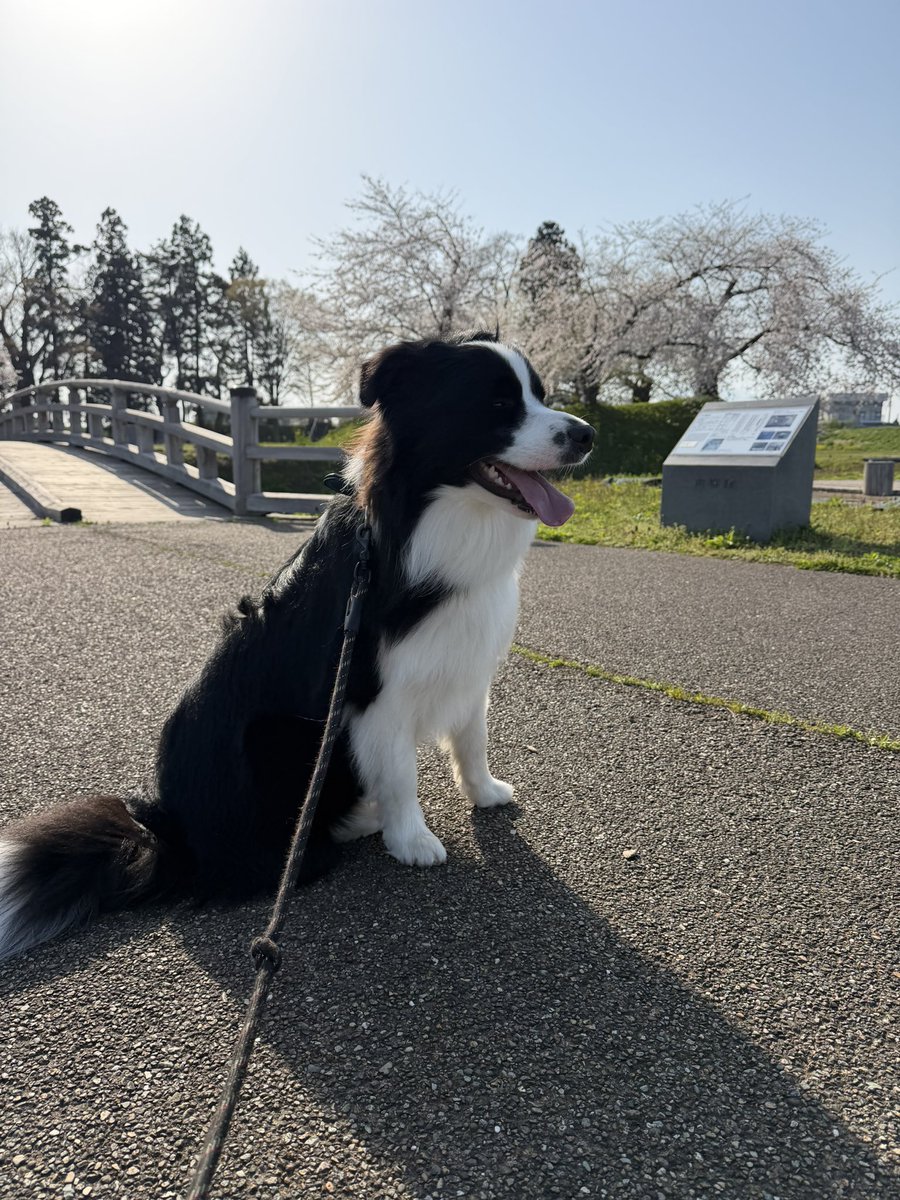 IFukuya's tweet photo. 今日は近くのお城🏯の跡の🌸をみたきました。
満開できれいでした。 https://t.co/jvmB6xSvw0