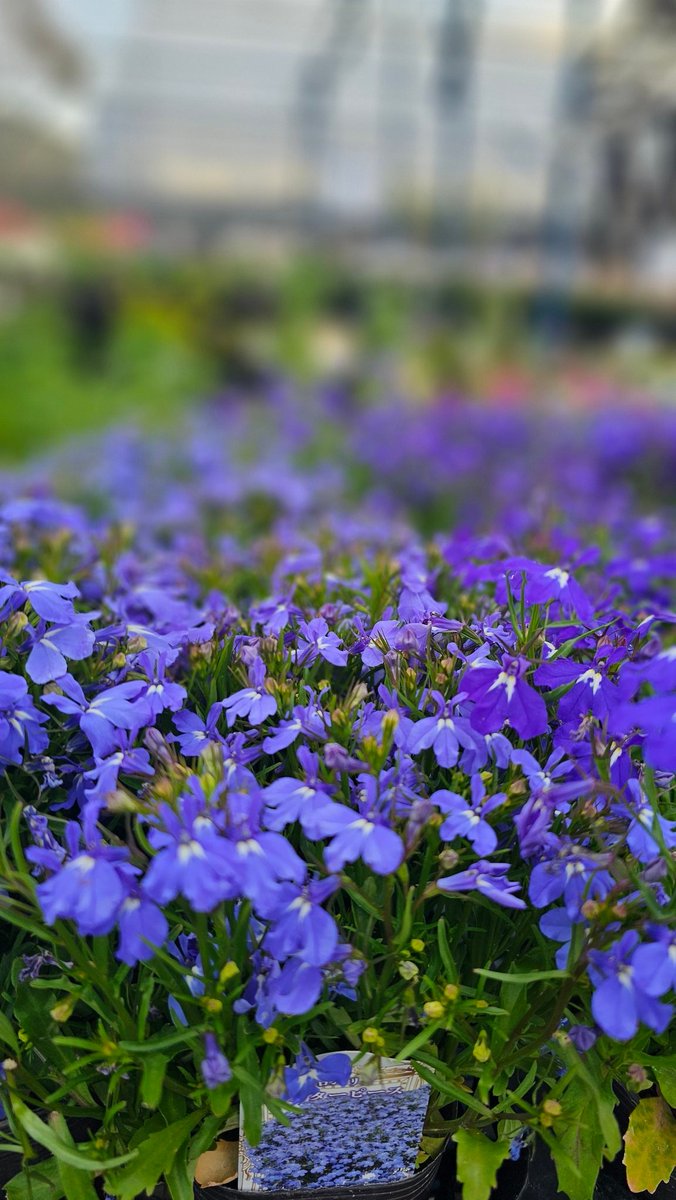 依風希さんはゲームが好きなんです tweet media