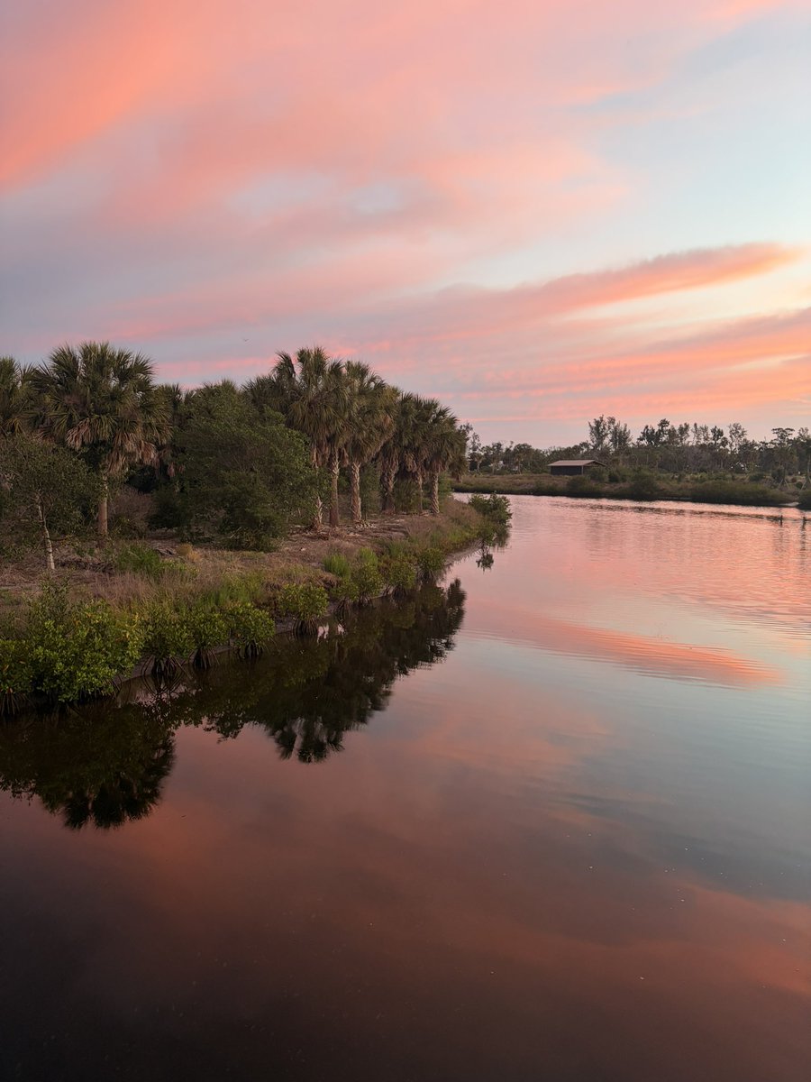 vannschaffner's tweet image. This morning in #Florida