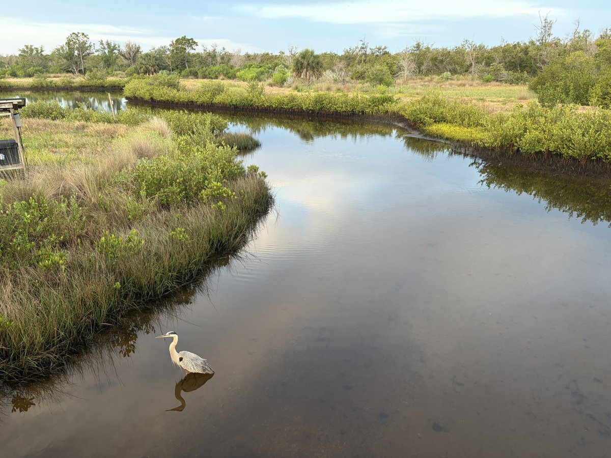 vannschaffner's tweet image. This morning in #Florida