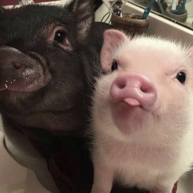 18 ᡣ𐭩. tweet media