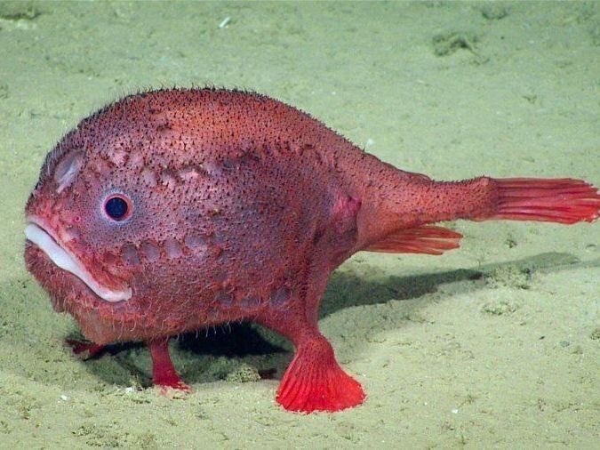 ⚓️, fιᥲ ; viperfish of #deepseatwt tweet media