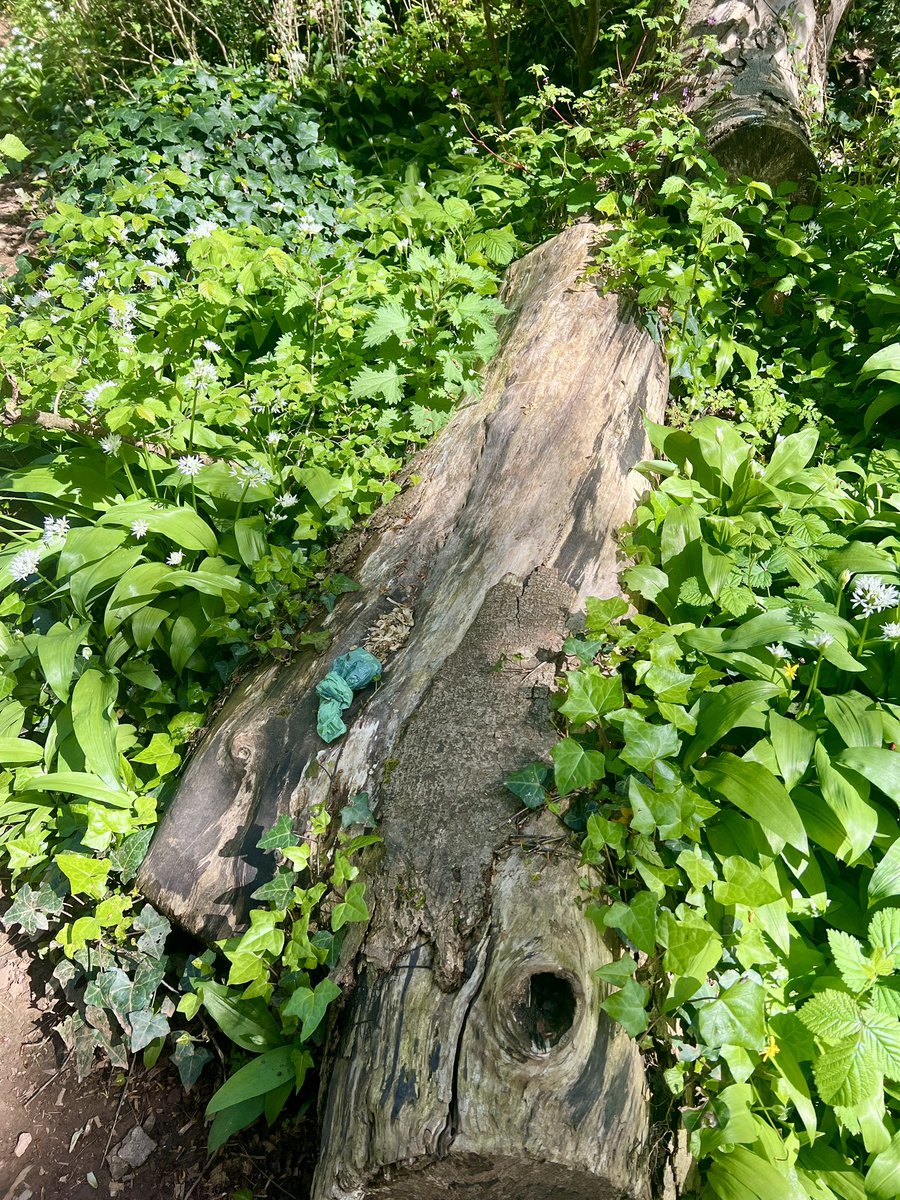 MePlasticSea's tweet photo. What a beautiful day! 🌞🌞🌞

So happy the sun is back!

Today I went round the usual dog poo bag walk from Brixham to Broadsands and back in a loop. I was super pleased as only picked up half a bag of litter and only 19 dog poo bags!  #litter #torbay https://t.co/npRQJ6f6eO