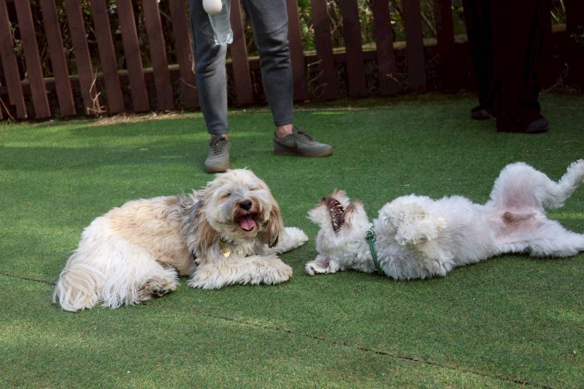 もちゃまる tweet media