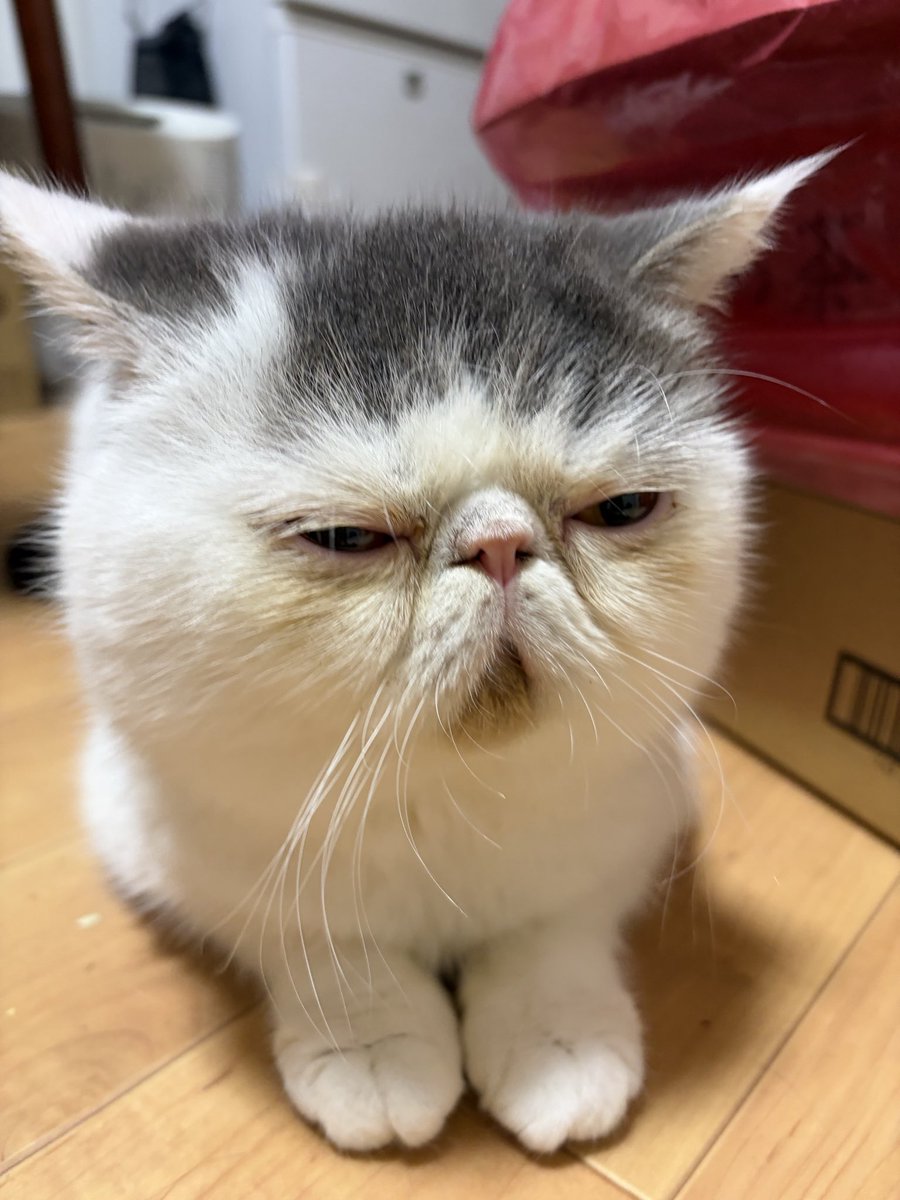 ゆたこ tweet media