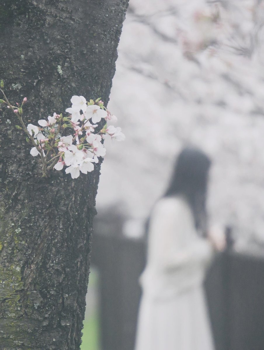 個展のお知らせ

オフィーリアをモチーフに初めて撮影をお願いして以来、私の撮りたい世界に
shocoさんは欠かせない方となりました

これまで温めてきたものを展示いたします

「Grace」

会期：5月13日（水）〜5月17日（日）
時間：12:00〜19:00
会場：YUMENO GALLERY KICHIJOJI

是非お越しください