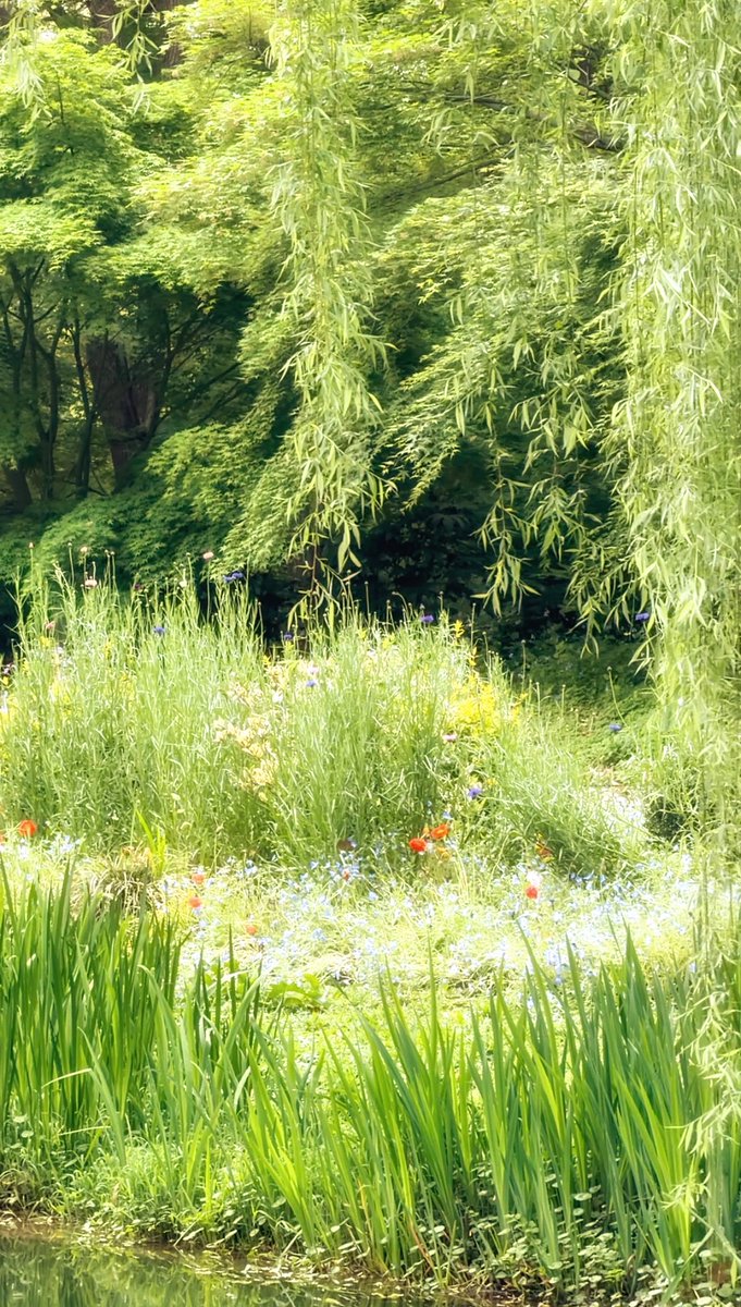 Kyleravi & Blooming Cha tweet media