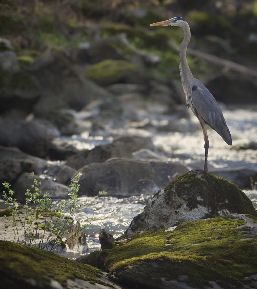 RoppityPhotos's tweet image. Blue Heron at Monhagen Brook.  
Fun Fact:  Bald Eagle was was in tree above and another Blue Heron was nearby.
#Blue #Heron #Herons #Wildlife #WildlifePhotography #Birds #BirdPhotography
