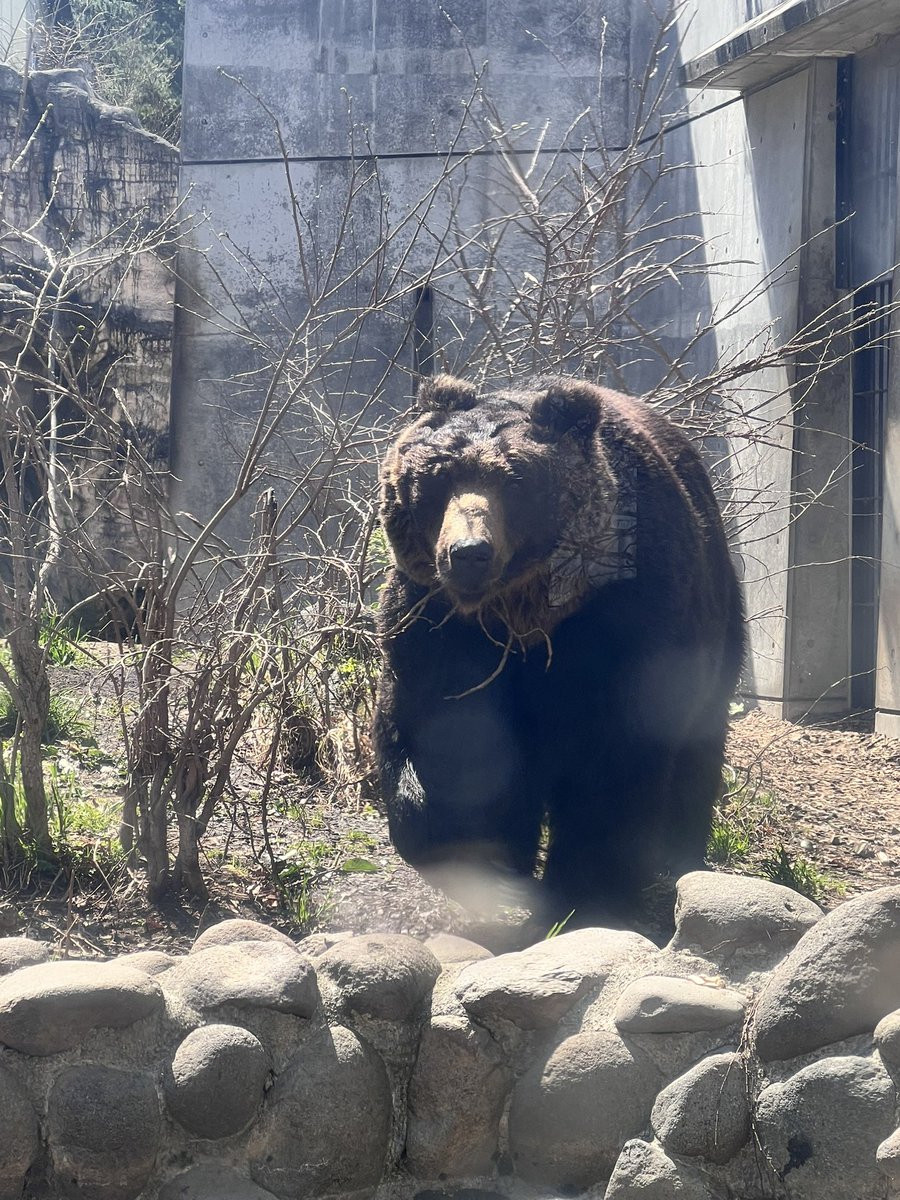 lupon0718's tweet photo. 童心に帰り円山動物園へ。なかなかの人気スポットで親子連れがたくさん。大人な我々も存分に楽しむ。夢中で歩き回りへとへと。 https://t.co/uns0v46OQW