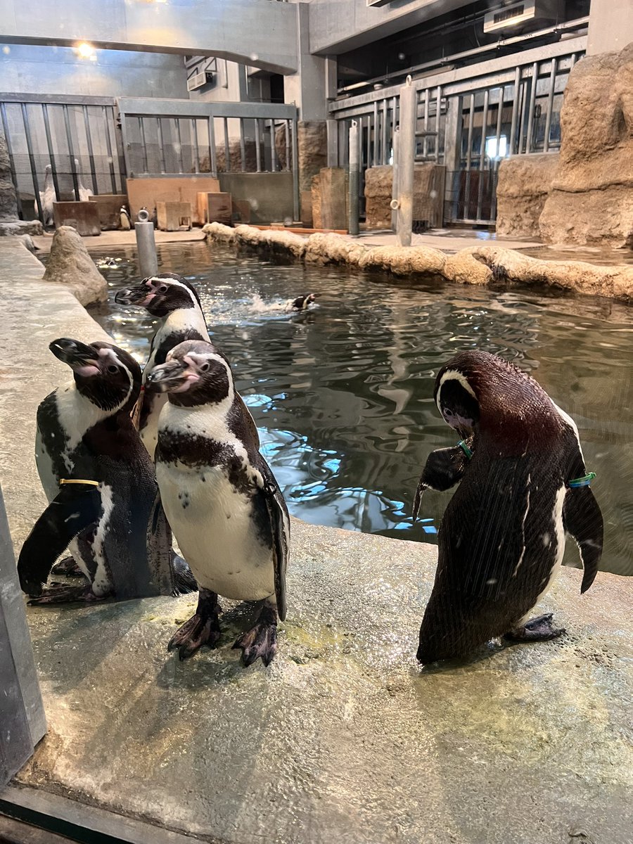 lupon0718's tweet photo. 童心に帰り円山動物園へ。なかなかの人気スポットで親子連れがたくさん。大人な我々も存分に楽しむ。夢中で歩き回りへとへと。 https://t.co/uns0v46OQW