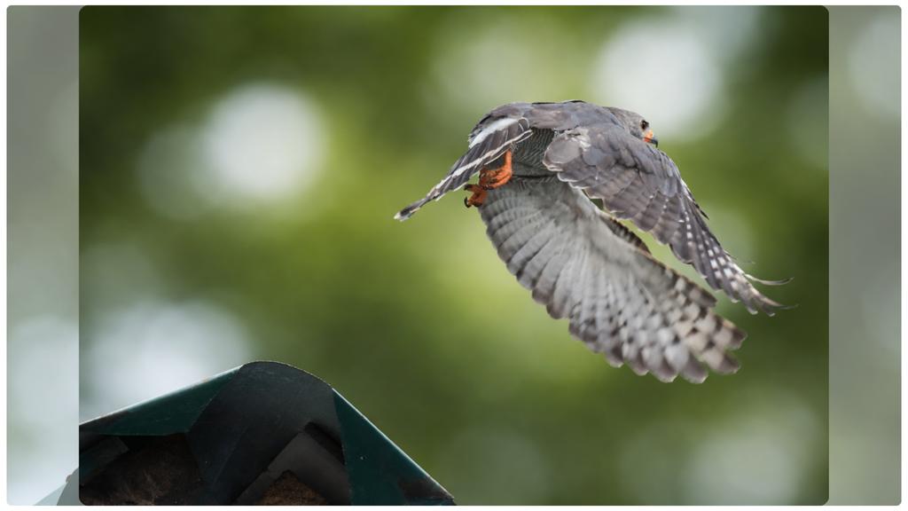 EMdunga's tweet photo. Gray Hawk 🦜 https://t.co/I8lXFnDUJe