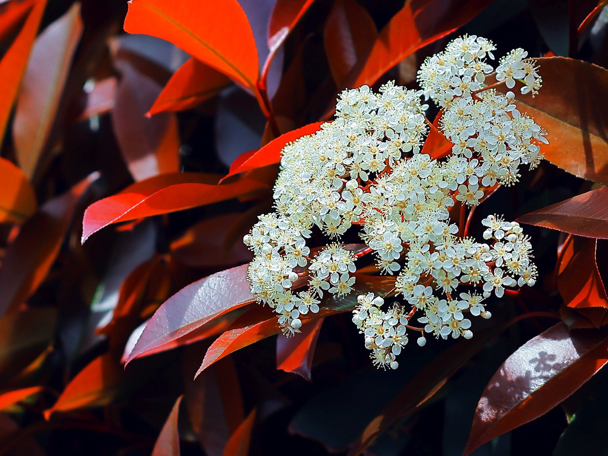 omnifactory's tweet image. これでおしまい。
FD、よく写って現代のレンズと思う時が
しばしばあって、もっとオールドレンズの持つ
レトロ感と柔らかさを出したいですなあ

Body：EOS R7
Lens：FD 50mm F1.8 SC
#Canon
#スナップ写真
#snapshot
#オールドレンズ