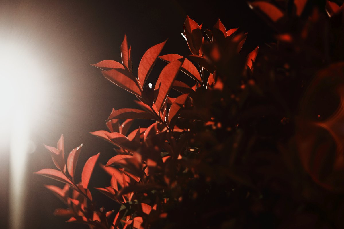 omnifactory's tweet image. これでおしまい。
FD、よく写って現代のレンズと思う時が
しばしばあって、もっとオールドレンズの持つ
レトロ感と柔らかさを出したいですなあ

Body：EOS R7
Lens：FD 50mm F1.8 SC
#Canon
#スナップ写真
#snapshot
#オールドレンズ