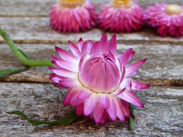 Amanda Perkins tweet media