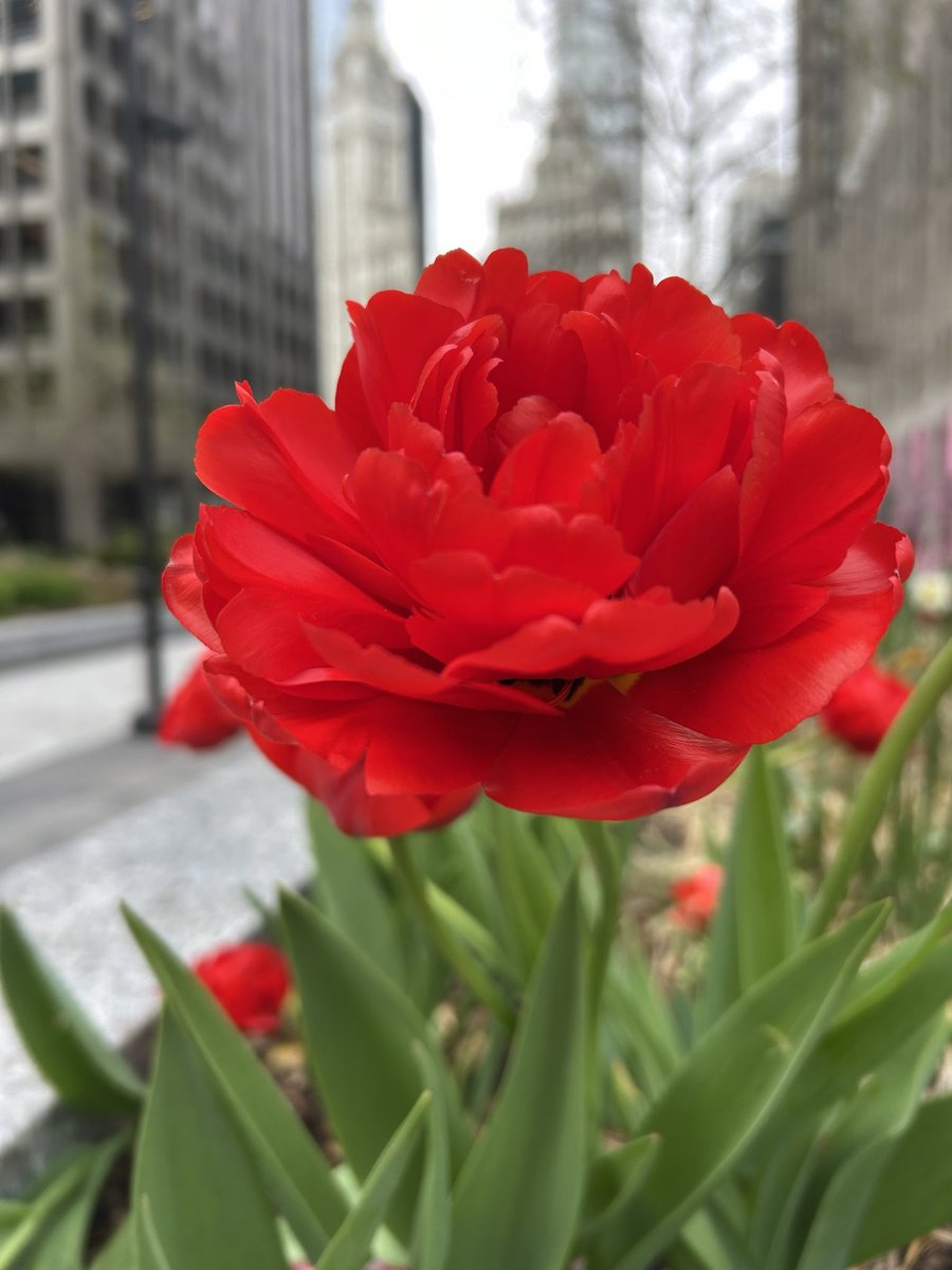 GGoodtaste's tweet image. As Proust says, let us be grateful for the people who make us happy - they are gardeners who make our souls blossom 
#SundayThoughts #SundayMotivation