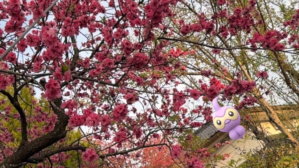 freeze808jp's tweet image. ほんのり
色づく

#PokemonGO 
#GOsnapshot
#GOsnapshotCelebration