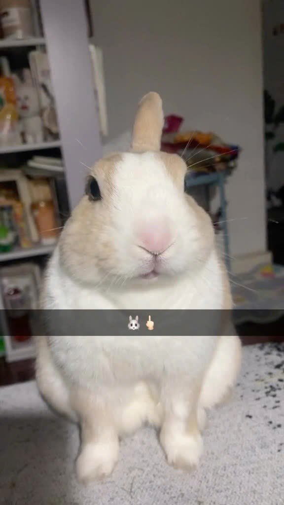 Why you should have a rabbit tweet media