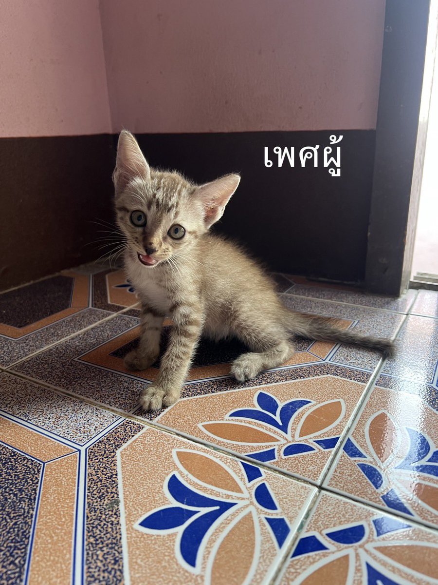 คือผมต้องทราบไหม 🐈‍⬛ tweet media