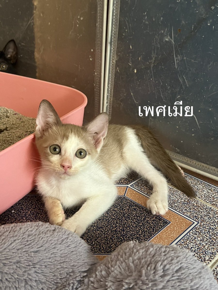 คือผมต้องทราบไหม 🐈‍⬛ tweet media