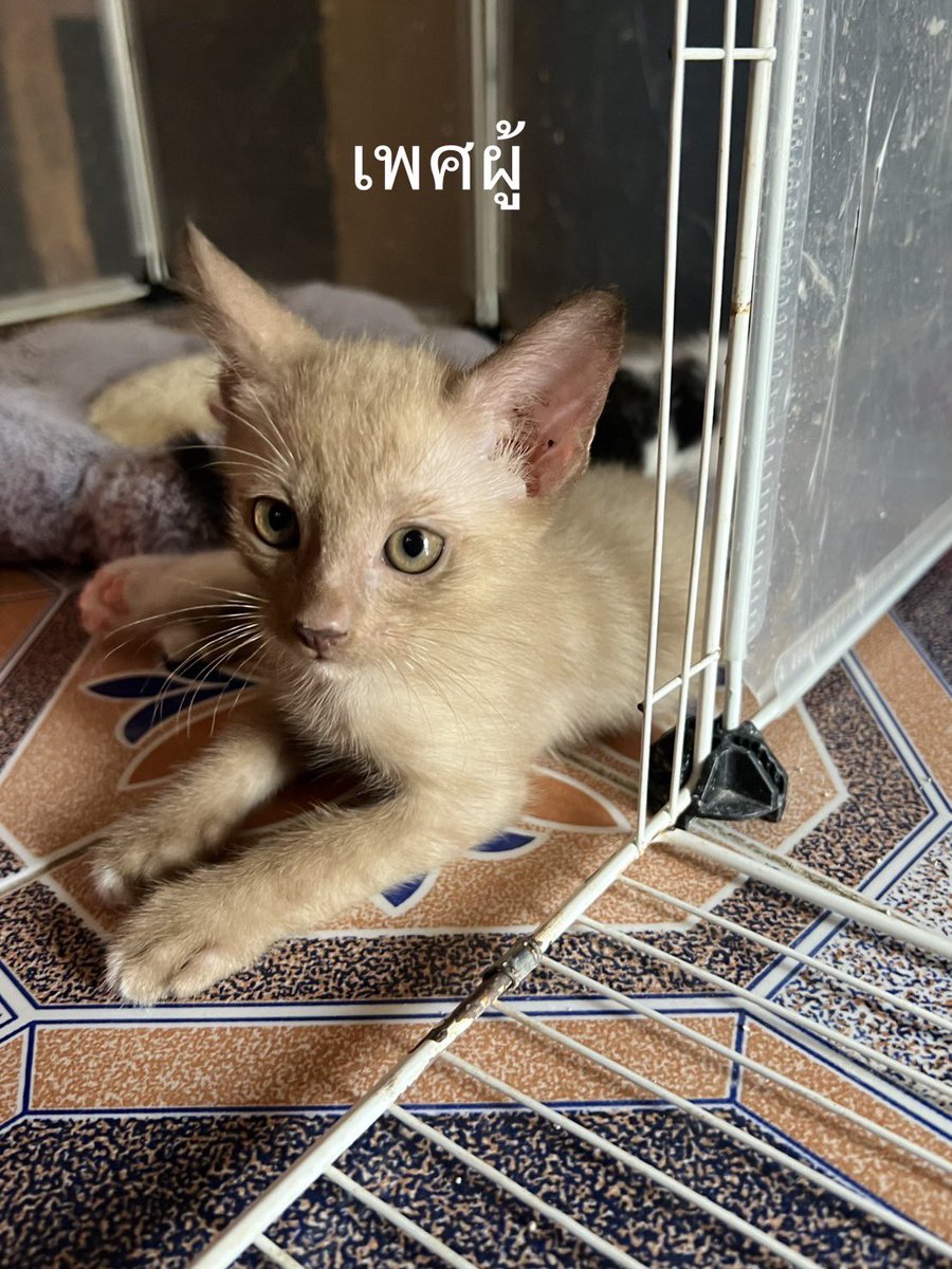 คือผมต้องทราบไหม 🐈‍⬛ tweet media