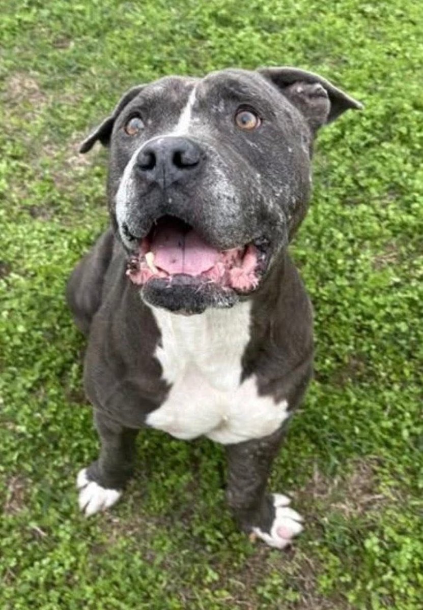 LisaBrabson's tweet image. BALBOA #A385099 8yo
I absolutely love this guy!
I look at BALBOA &amp;amp; see how happy he is to b alive,JUST TO B ALIVE!
#CorpusChristiACS wants to take his wee life😭
Damn them🤬he has done NOTHING WRONG!
Plz hurry to #Texas &amp;amp; save this wonderful boy!
#ADOPT #FOSTER OR #PLEDGE4RESCUE