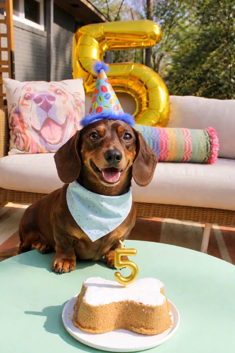 Dachshund Lovers tweet media