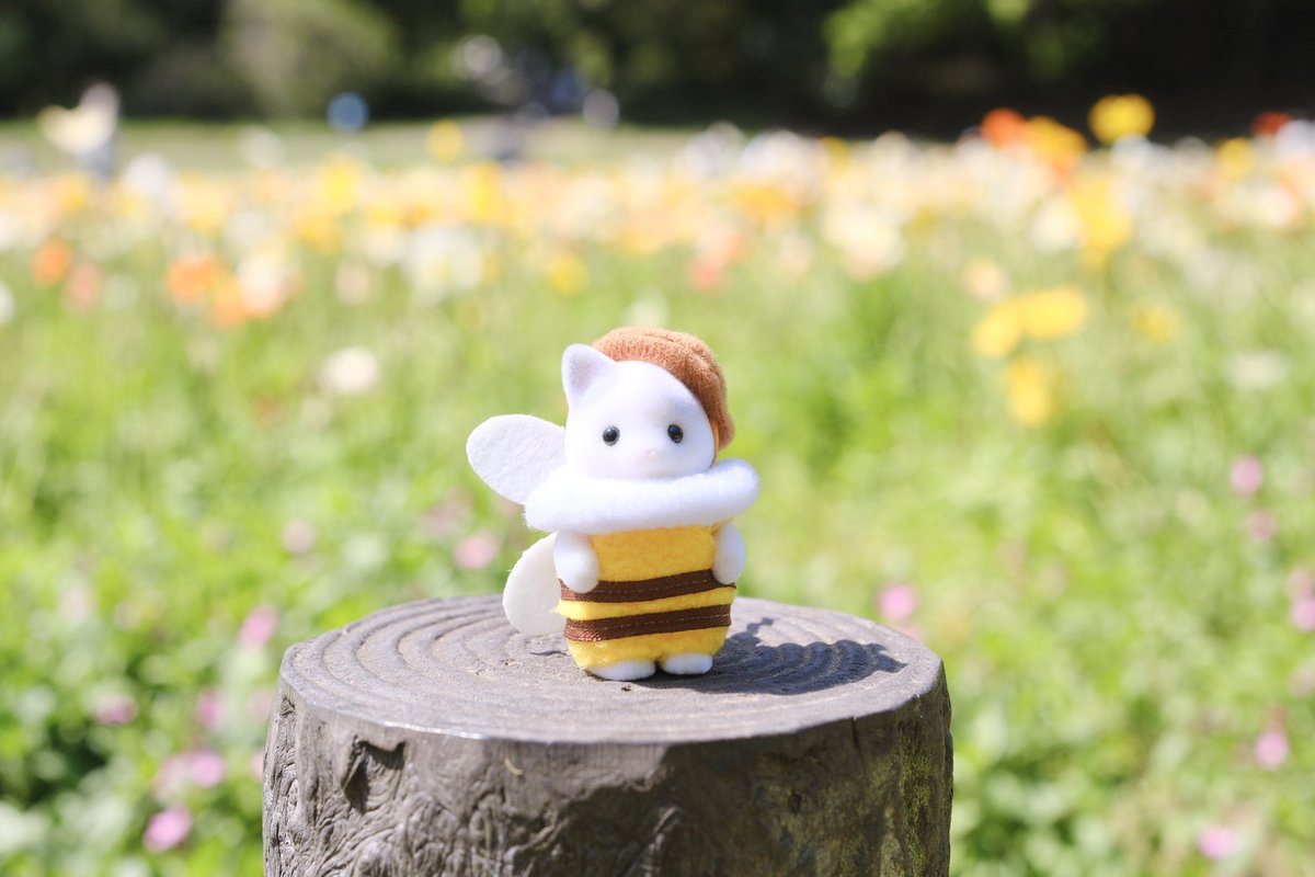 Lu__028's tweet photo. ネモフィラとポピー綺麗だった🌼 https://t.co/LdcJ1ZHjwS