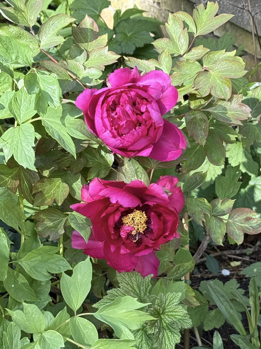 nikkilewisphoto's tweet image. Peonies are early due to the wonderful sunshine.

#peony #pink #garden