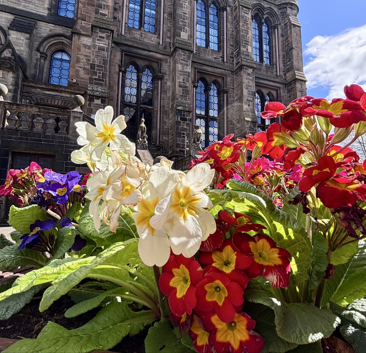 catrionaduggan's tweet image. Glasgow today 💙
🌺🌸🌼
#Glasgow