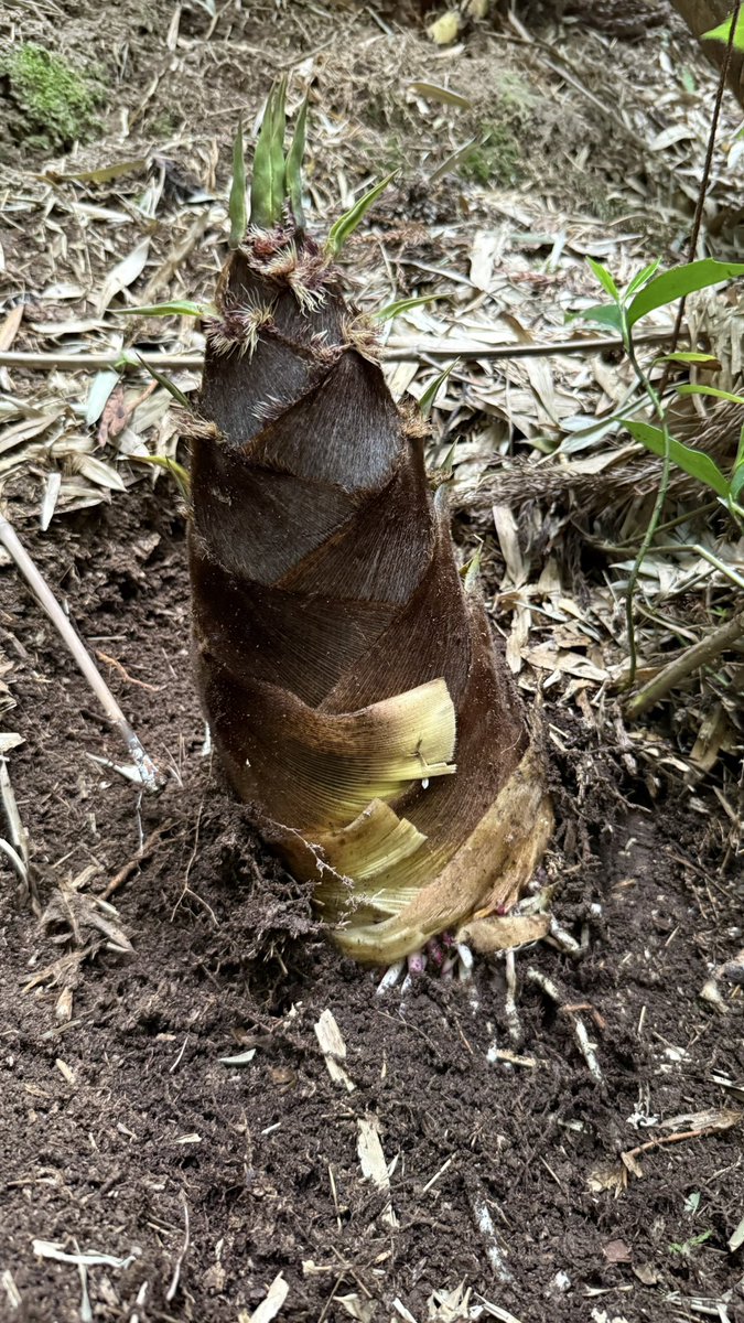 🍪🍩🐣さとちゃん🐟🍫🍦 tweet media