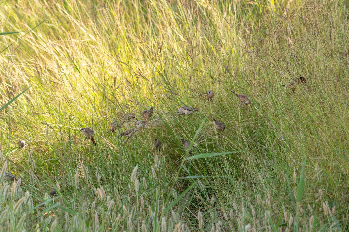 zootherabirding's tweet image. Just back from our Nile Valley tour in  #Egypt Potentially bird of the trip was Crimson-rumped Waxbill, a very recent colonist to a small area near Abu Simbel in the far south of the country. A true Western Palearctic mega.  #BirdsSeenIn2026 #birding #birds