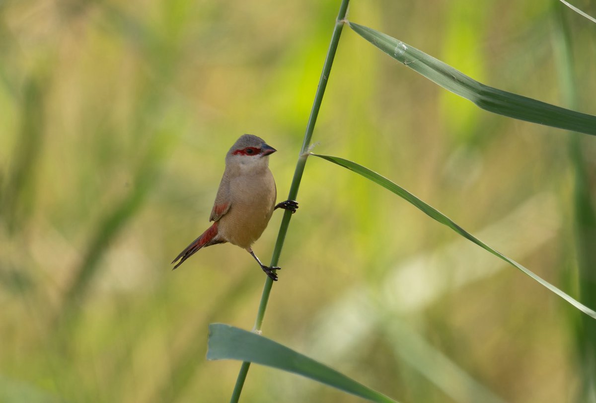 zootherabirding's tweet image. Just back from our Nile Valley tour in  #Egypt Potentially bird of the trip was Crimson-rumped Waxbill, a very recent colonist to a small area near Abu Simbel in the far south of the country. A true Western Palearctic mega.  #BirdsSeenIn2026 #birding #birds