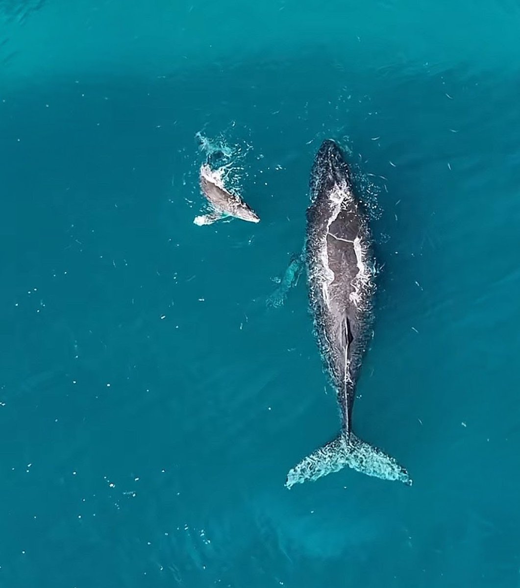 Bluerose_Lino's tweet image. おはようございます😌🌹💖

ブルーマンデーとも
表される月曜日は
目と心に優しいブルーの風景を
ポストさせて頂いております😊

今週は
エメラルドブルーの
ハワイの海を泳ぐ親子の鯨🐳💞

ご自分にも優しく
ご無理のない月曜日を🩵💫✨

#いつもありがとう　#HAWAII　
#Blessing　#ココナラ