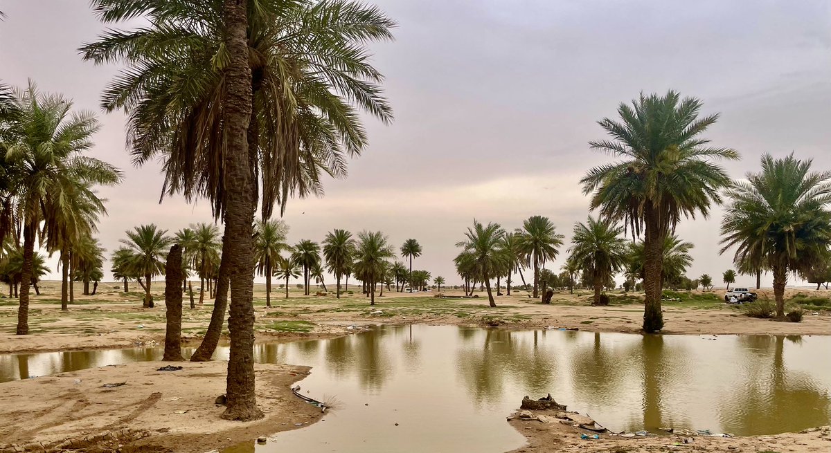 عبدالرحمن الشعبي tweet media