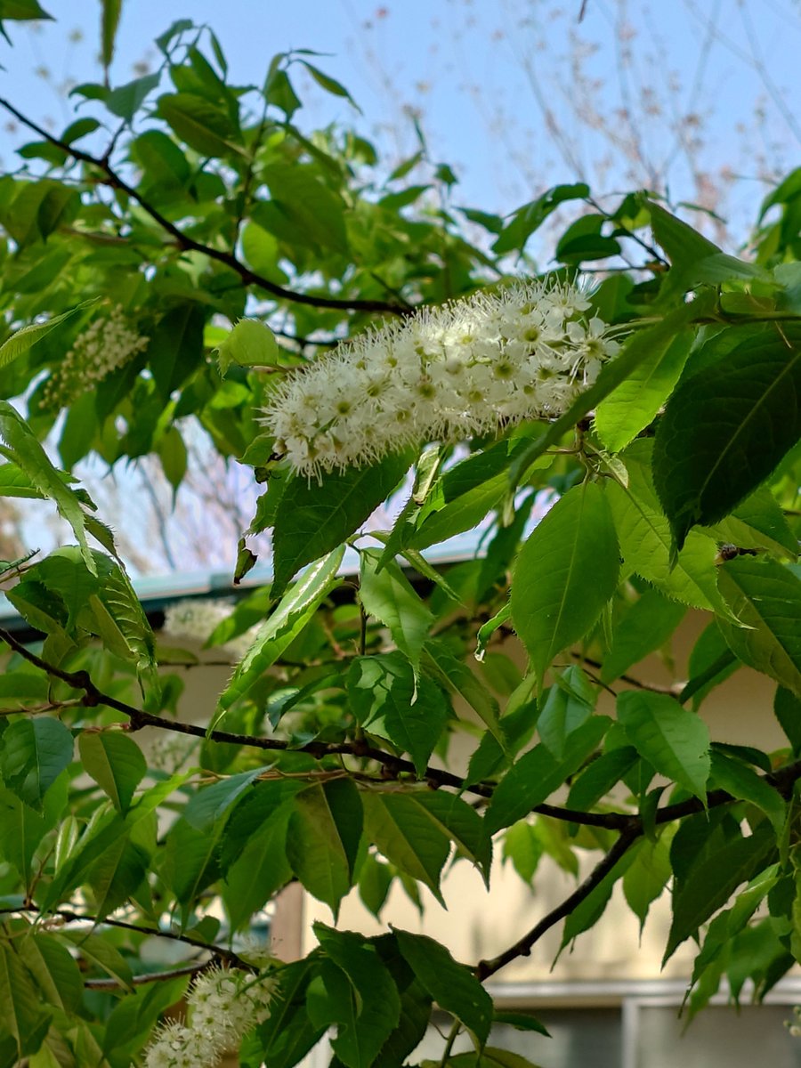 黒織部 tweet media