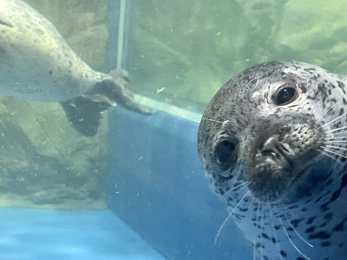 美空ーめん tweet media