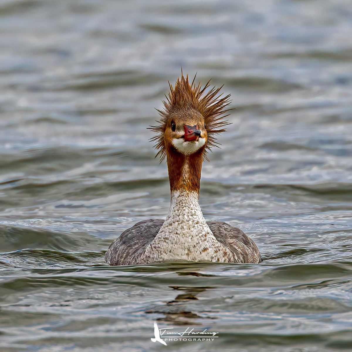 This female Common Merganser is having a serious "bad hair day." Even the most elegant divers in the marsh have moments where the crest just won't cooperate.

Relatable? 😂

#SpringMigration #WildlifePhotography #Canada