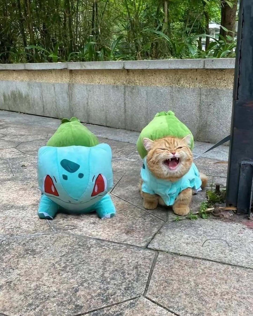 Pokémon Daily tweet media