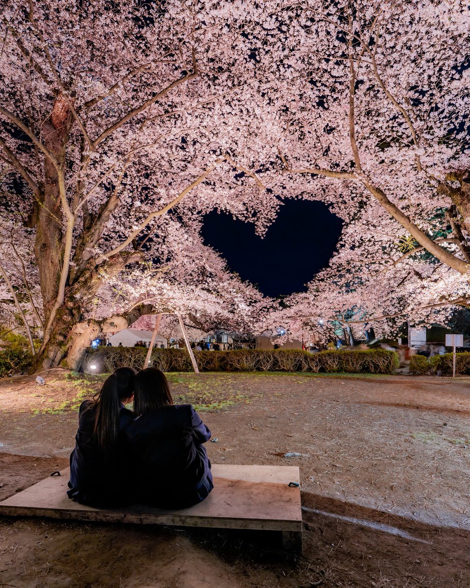 弘前公園の日本一の夜桜が美しい。